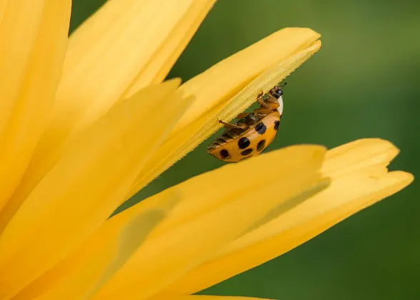 Be the beetle